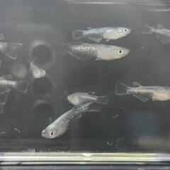 【ミックスメダカ】5〜7月生まれの若魚1匹〜対応可（水草おまけ付き）
の画像