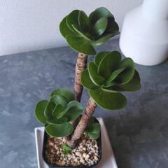 観葉植物　モロキニエンシスの画像