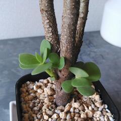 観葉植物　モロキニエンシスの画像