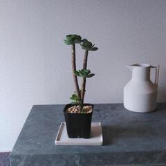 観葉植物　モロキニエンシスの画像