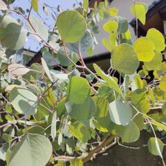 早い方優先♥ ユーカリ  の画像