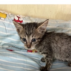 元気なキジトラ子猫の里親募集