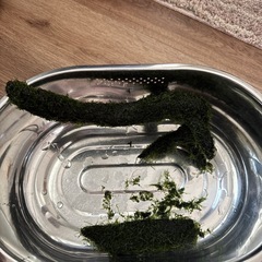 ウィローモス　
水草付き 流木　の画像