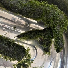 ウィローモス　
水草付き 流木　の画像
