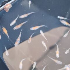 メダカ【森三色、森紅白】選外の画像