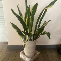 サンスベリア　観葉植物の画像