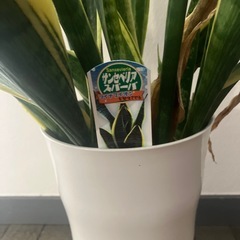 サンスベリア　観葉植物の画像