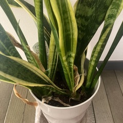 サンスベリア　観葉植物の画像
