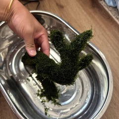 ウィローモス　
水草付き 流木　の画像