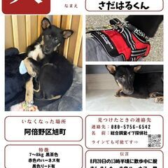 【迷子犬】阿倍野区旭町にて|西成区