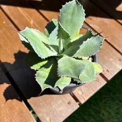 アガベ　雷神　観葉植物　ガーデニング　ドライガーデンの画像