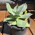 ランキングキーワードに紐づく投稿画像-観葉植物