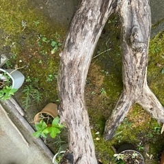 切り倒した庭木　みかんの木　(作品制作)の画像