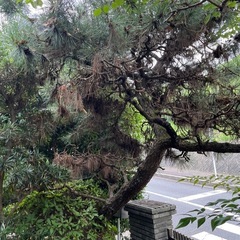 庭木、石灯籠、庭石
の画像