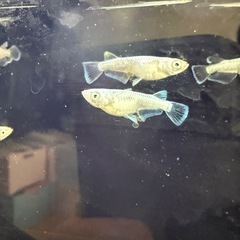 メダカ　ガブリエル　の画像