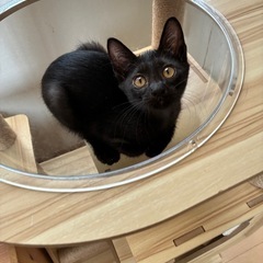 黒猫　くろろ君　3ヶ月の男の子