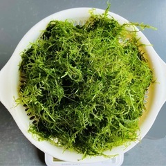 【無農薬】ウィローモス　300gの画像
