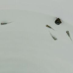 メダカ　　夜桜オレンジ × [モルフォエメラルド × 白神]　　今年生まれの画像