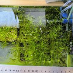 🌿ナヤス大量【ゾウリムシと交換可】🌿の画像