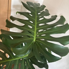 モンステラ　130センチの画像