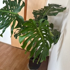 モンステラ　130センチの画像