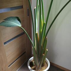 【受け渡し者決定】ストレチア　オーガスタ　大型観葉植物2メートル超えの画像