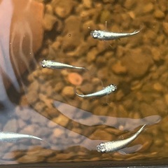 高級メダカ　ネプチューンフルメタルラメ　18匹の画像