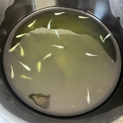 高級メダカ　ネプチューンフルメタルラメ　18匹の画像