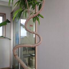 曲がり　大型観葉植物　早い者勝ち✨2メートル超えの画像