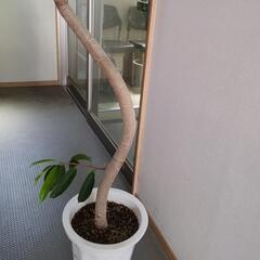 曲がり　大型観葉植物　早い者勝ち✨2メートル超えの画像