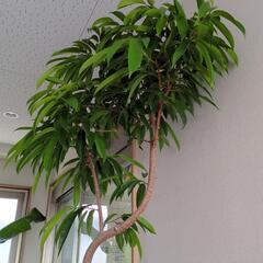 曲がり　大型観葉植物　早い者勝ち✨2メートル超えの画像