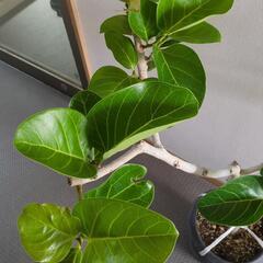 【受け渡し者決定】フィカス　高さ100センチ　観葉植物の画像