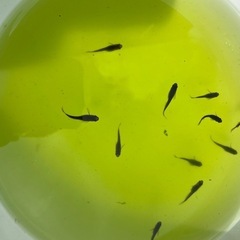 めだか　オロチ　ヒレ長　幼魚　10匹の画像