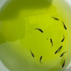 めだか　オロチ　ヒレ長　幼魚　10匹の画像