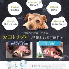 【新品】犬の歯磨き粉　歯磨きジェルの画像