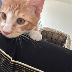 茶トラの子猫