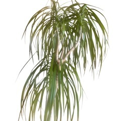 【ジ0824-14】癒しのインテリアとしておすすめ‼️観葉植物　真実の木　 の画像