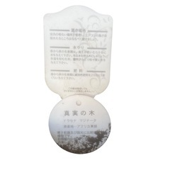 【ジ0824-14】癒しのインテリアとしておすすめ‼️観葉植物　真実の木　 の画像