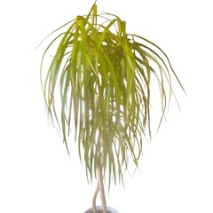 【ジ0824-14】癒しのインテリアとしておすすめ‼️観葉植物　真実の木　 の画像