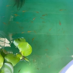 【めだか】楊貴妃　20匹の画像