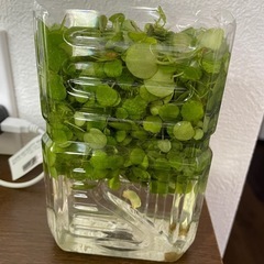 水槽　　水草🫧の画像