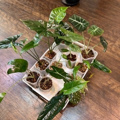 観葉植物アロカシア　の画像