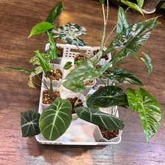 観葉植物アロカシア　の画像