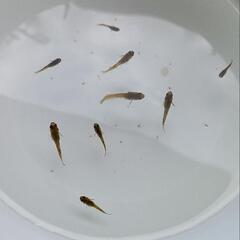 （決まりました😊）【メダカ】極虎（選外）幼魚～若魚 9匹の画像