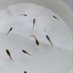 （決まりました😊）【メダカ】極虎（選外）幼魚～若魚 9匹の画像