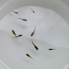 （決まりました😊）【メダカ】極虎（選外）幼魚～若魚 9匹の画像
