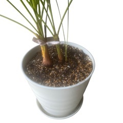 【ジ0824-15】枯れかけてる所ある為お安くいたします‼️観葉植物　おしゃれなインテリアにぴったり の画像