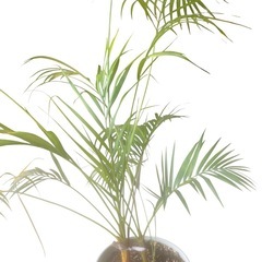 【ジ0824-15】枯れかけてる所ある為お安くいたします‼️観葉植物　おしゃれなインテリアにぴったり の画像