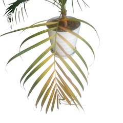 【ジ0824-15】枯れかけてる所ある為お安くいたします‼️観葉植物　おしゃれなインテリアにぴったり の画像