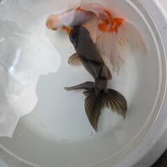 金魚の画像